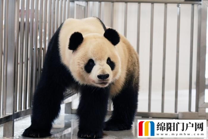 中国大熊猫保护研究中心绵阳基地投入试运行