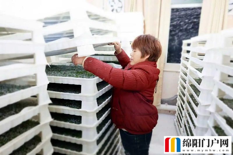 蚕宝宝变“金宝宝” 西充僵蚕如何铺就“致富路”？